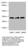 MRPS2 Antibody