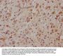 PCDHA8 Antibody