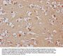 PCDHA8 Antibody
