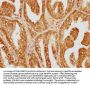 DYNC1LI1 Antibody