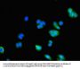 AK5 Antibody