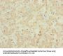 PIGL Antibody
