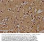 AXIN2 Antibody