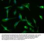 AXIN2 Antibody