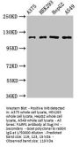 FARP1 Antibody