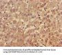 FARP1 Antibody