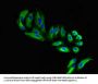 FARP1 Antibody