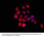 FARP1 Antibody