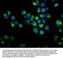 RAPGEF2 Antibody