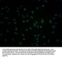 PCDHA10 Antibody