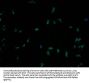 PCDHA10 Antibody