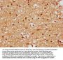 FAM50B Antibody