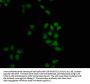 FAM50B Antibody