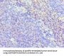 TNFSF13B Antibody