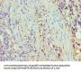 TNFSF13B Antibody