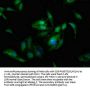SSX2IP Antibody