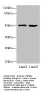ZBTB32 Antibody