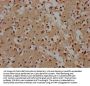 UTP11 Antibody