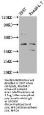 MAFB Antibody