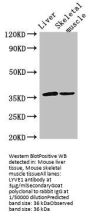 LYVE1 Antibody