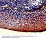 LYVE1 Antibody