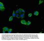 LYVE1 Antibody