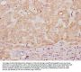 HS3ST3B1 Antibody