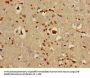 OAS3 Antibody