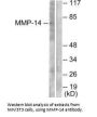 MMP14 Antibody
