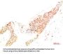 ATG14 Antibody