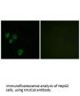 MUC16 Antibody