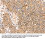 SOX11 Antibody