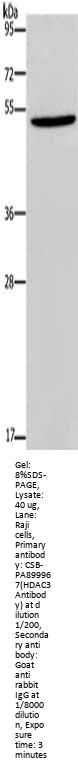 HDAC3 Antibody