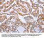 DTX2 Antibody