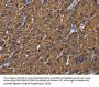 BMP3 Antibody