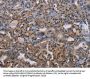 BMP3 Antibody