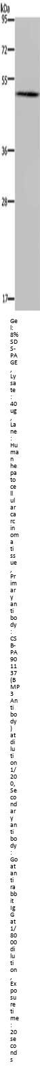 BMP3 Antibody