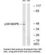 MAPK14 (Ab-322) Antibody