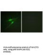 MAPK14 (Ab-322) Antibody