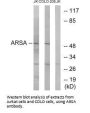 ARSA Antibody