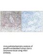 ARSA Antibody
