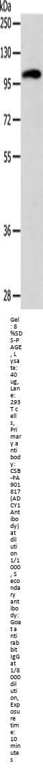 ADCY1 Antibody