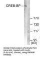 CREBBP Antibody