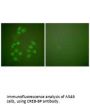 CREBBP Antibody