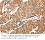 MAP2 Antibody