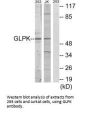 GK Antibody