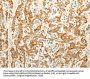 ERG Antibody