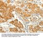 ERG Antibody
