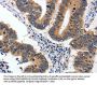 YWHAE Antibody