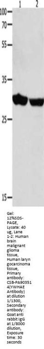 YWHAE Antibody